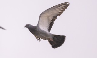 Rock Pigeon (Feral Pigeon), ML478103801