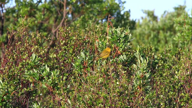 Yellow Warbler (Northern) - ML478107