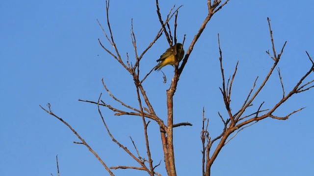 Yellow Warbler (Northern) - ML478108