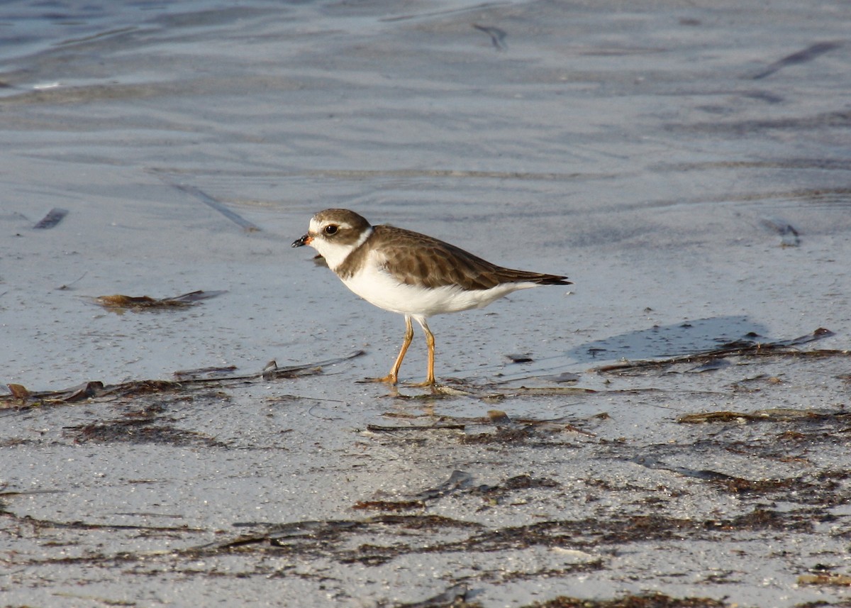 Semipalmated Plover - ML478111651