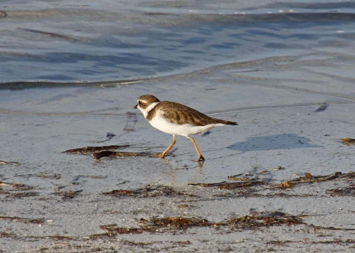 Semipalmated Plover - Noreen Baker
