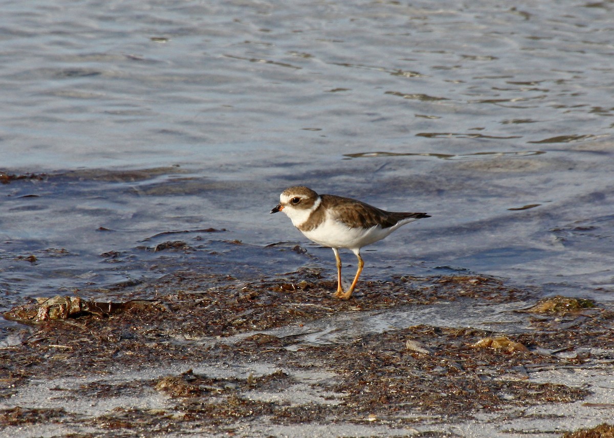 Semipalmated Plover - ML478111671