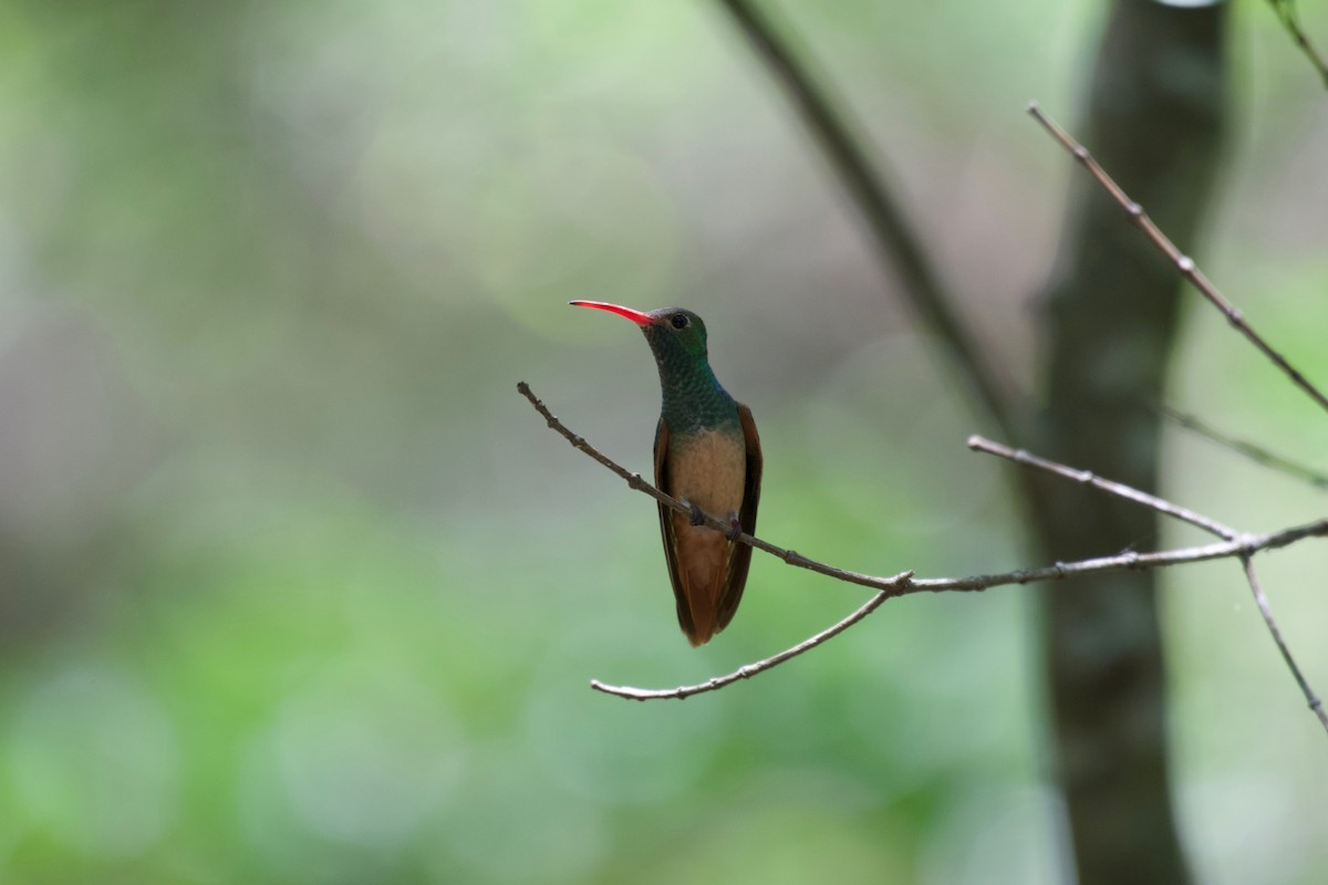 Buff-bellied Hummingbird - ML478112261
