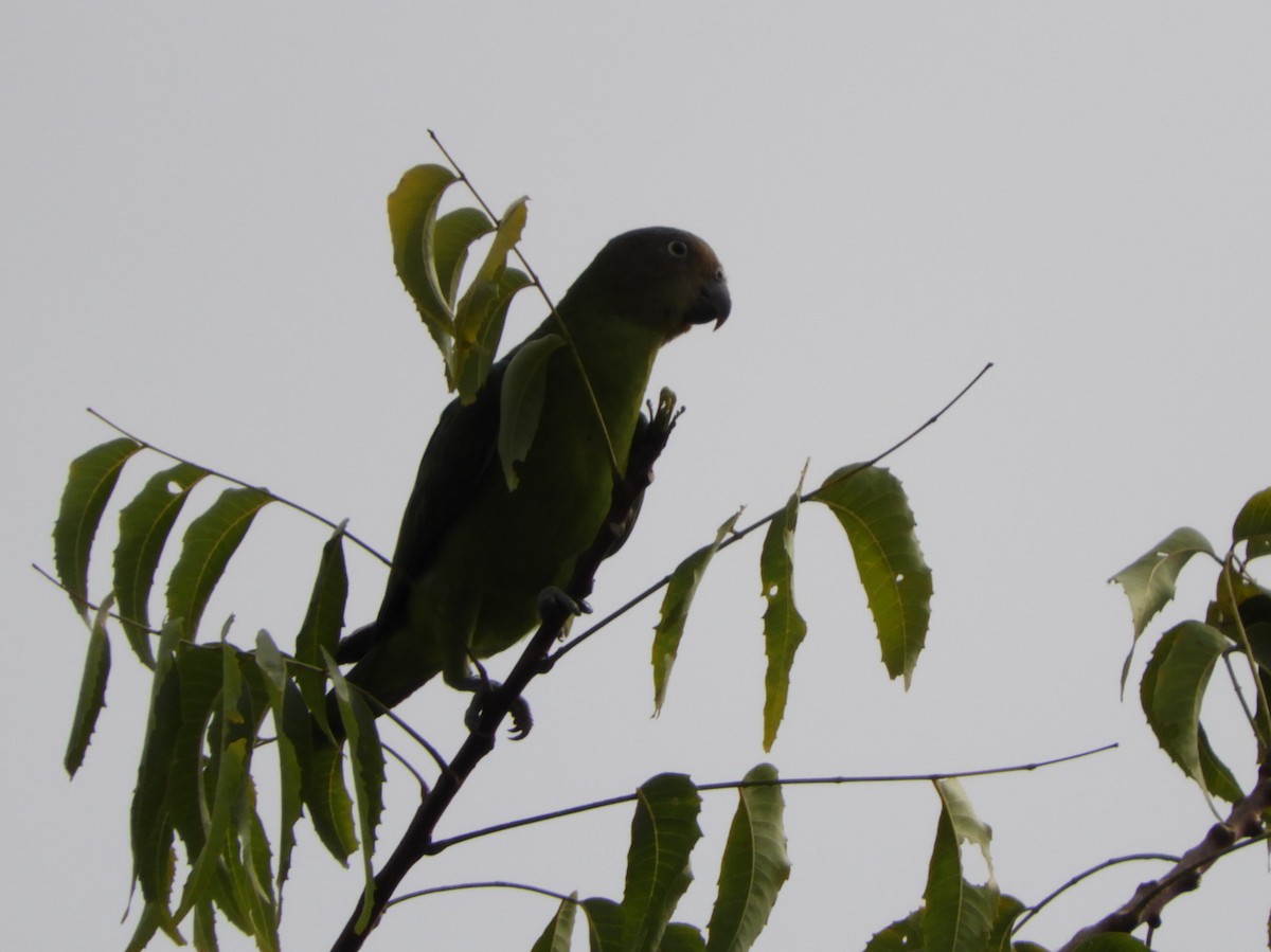 Red-cheeked Parrot - ML478113321