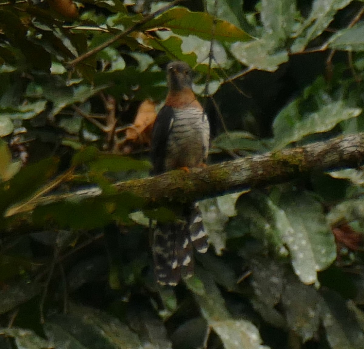 Red-chested Cuckoo - ML478115051