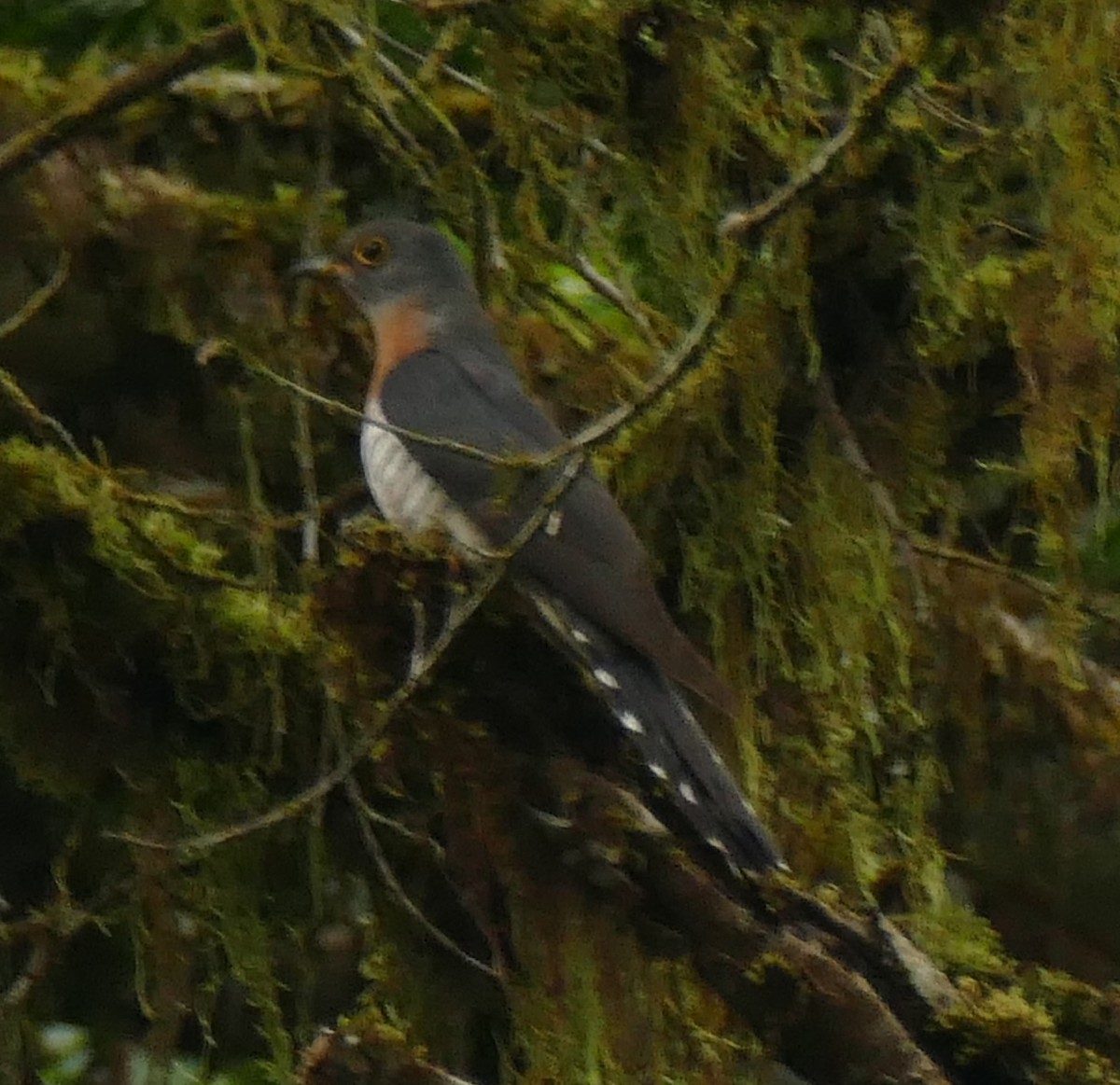 Red-chested Cuckoo - ML478115061