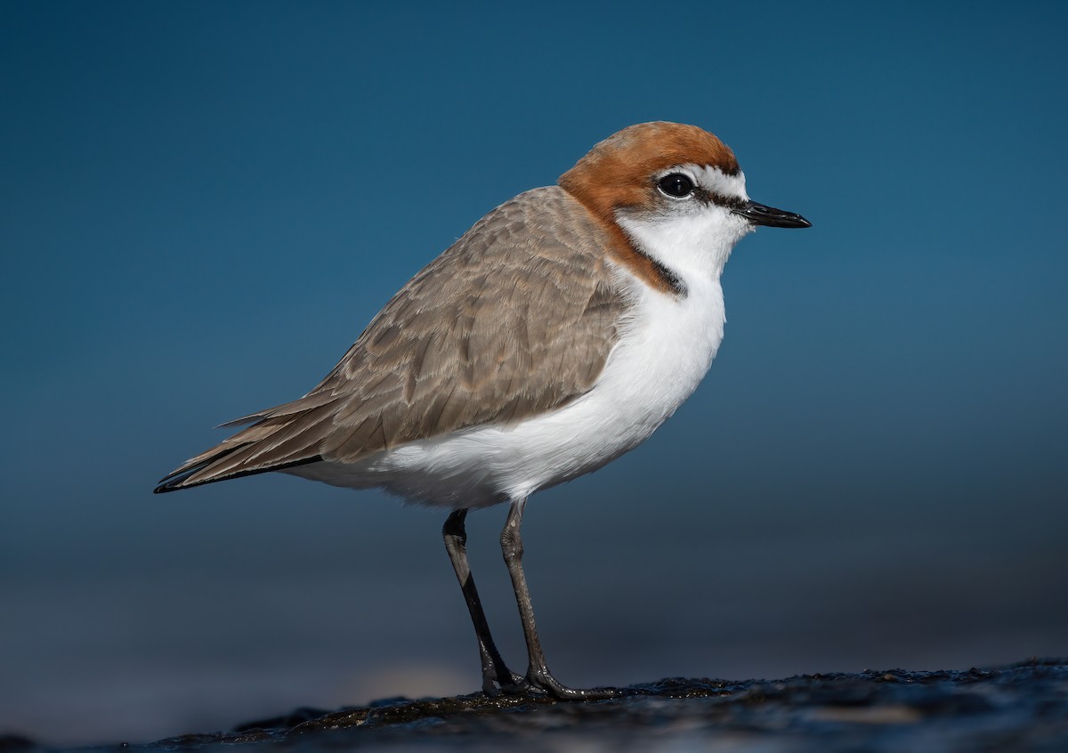 ML478118771 Redcapped Plover Macaulay Library
