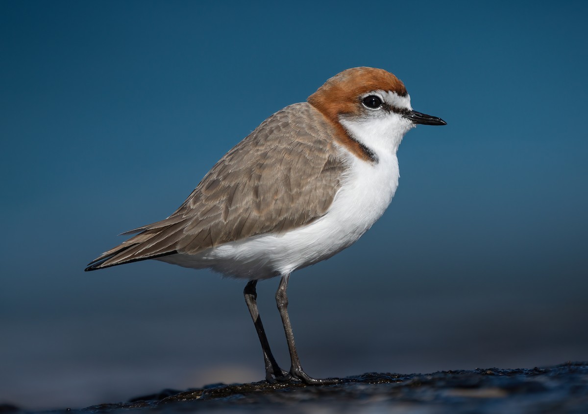 Red-capped Plover - ML478118771