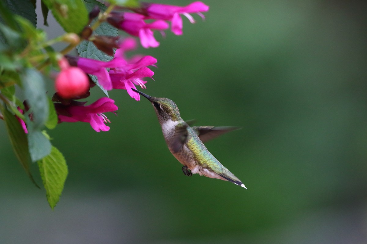 Ruby-throated Hummingbird - Dan Schiebelbein
