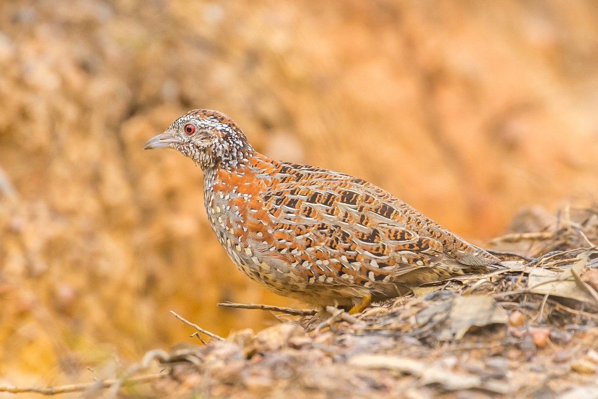 Painted Buttonquail - ML478124401
