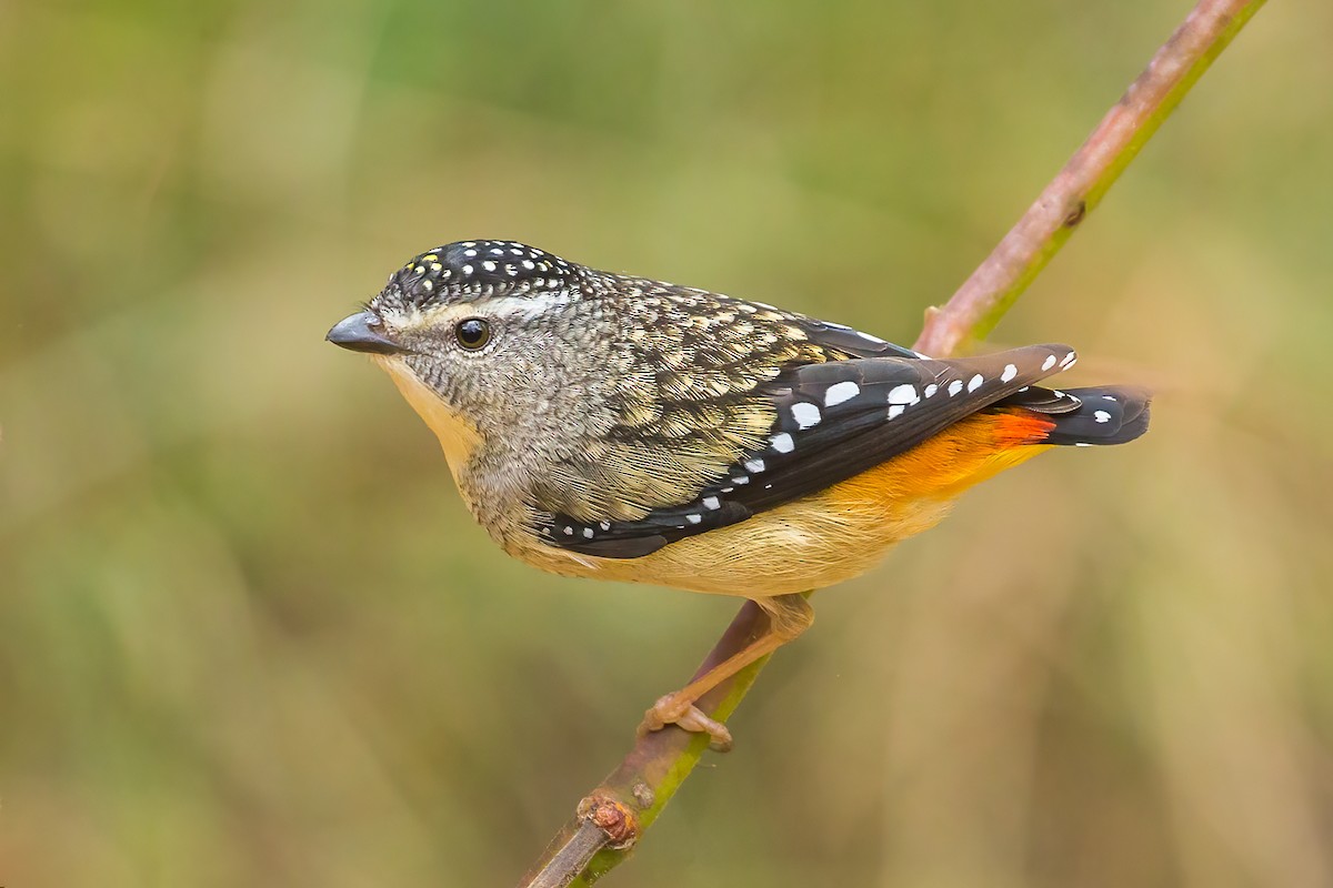Spotted Pardalote - ML478124421