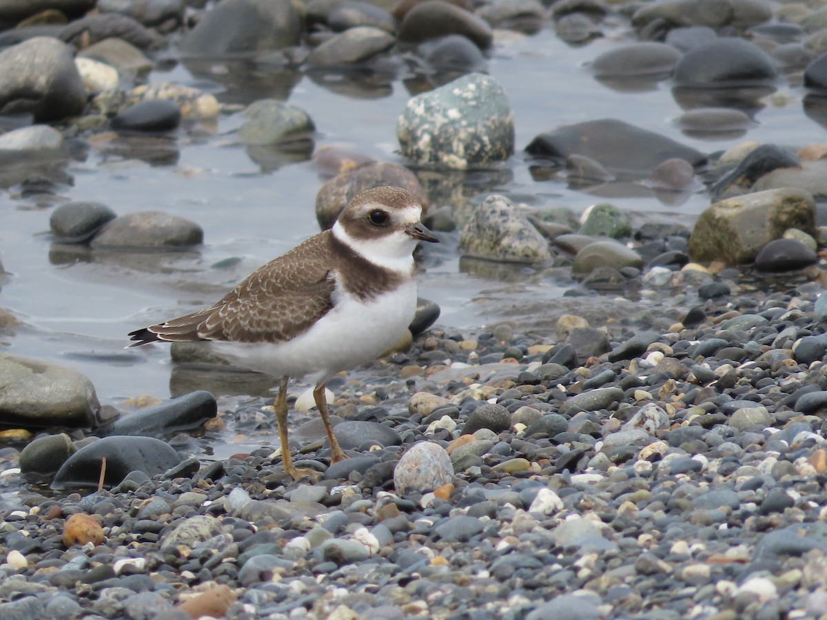 Semipalmated Plover - ML478127061