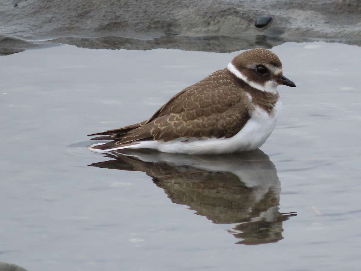 Semipalmated Plover - ML478127071