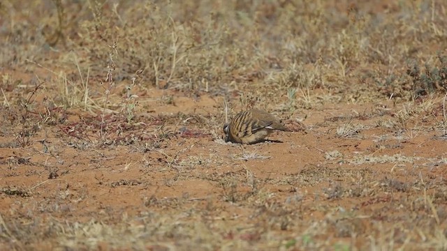 Spinifex Pigeon - ML478127191