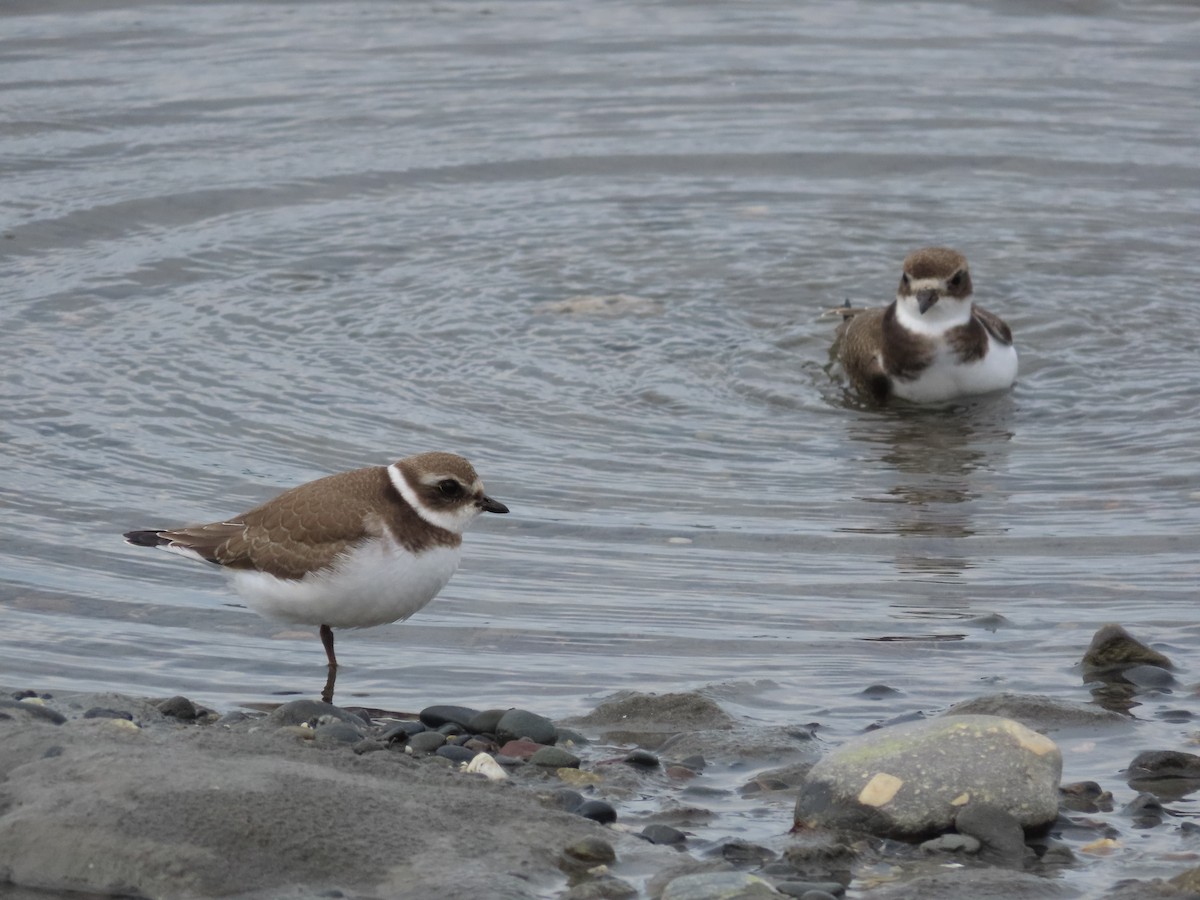 Semipalmated Plover - ML478128401