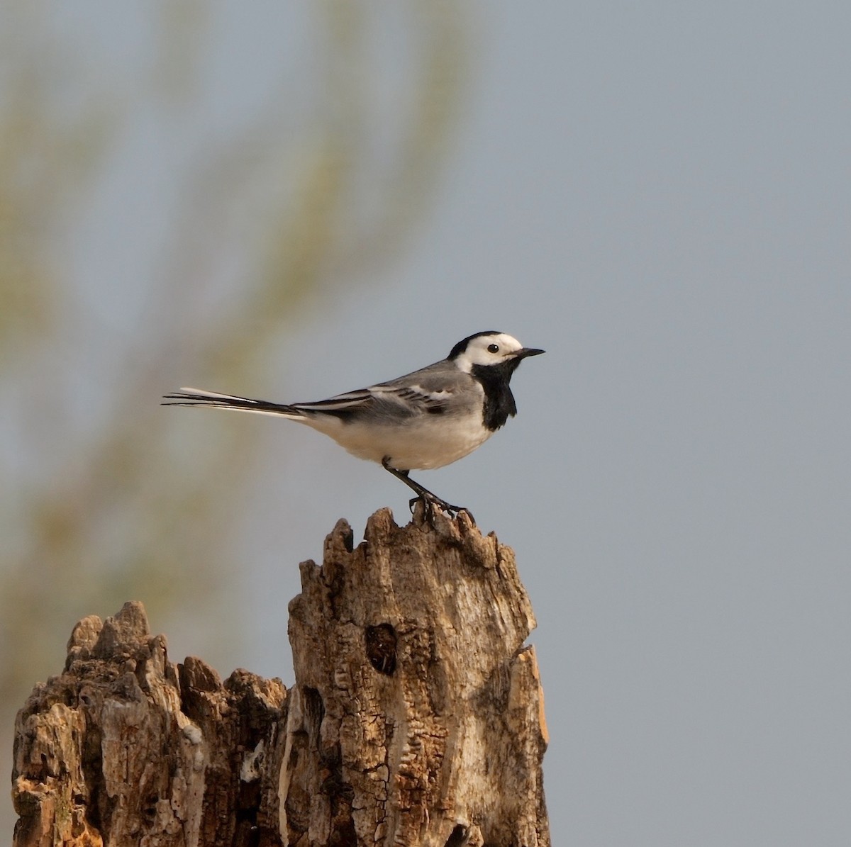 White Wagtail (White-faced) - ML478129811