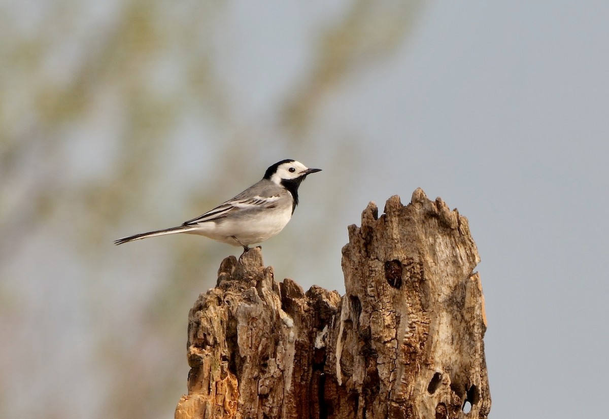 White Wagtail (White-faced) - ML478129821