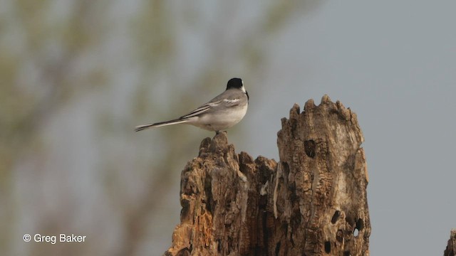 White Wagtail (White-faced) - ML478129831