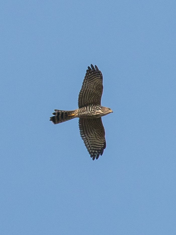 Levant Sparrowhawk - ML478134701
