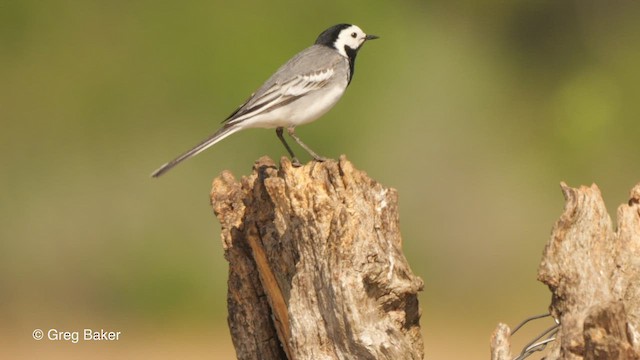 White Wagtail (White-faced) - ML478135841