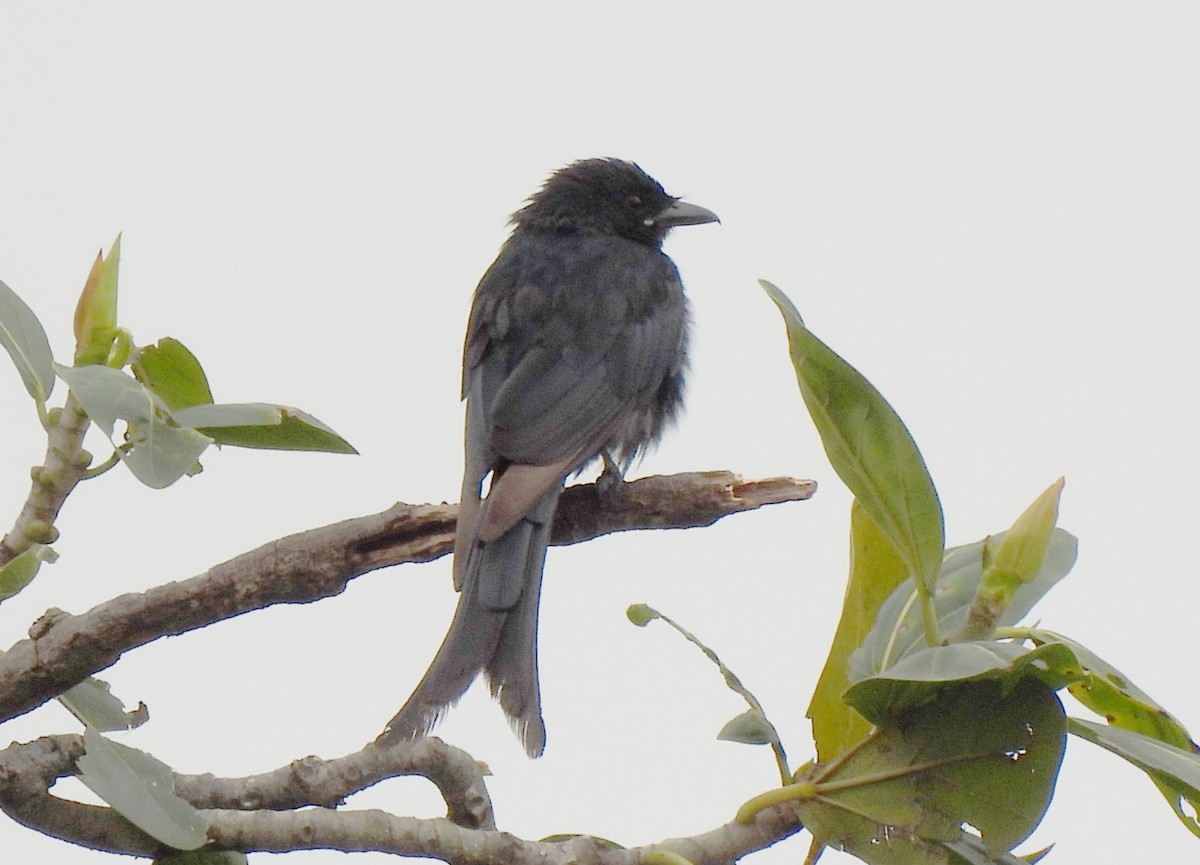 ML478136061 Black Drongo Macaulay Library