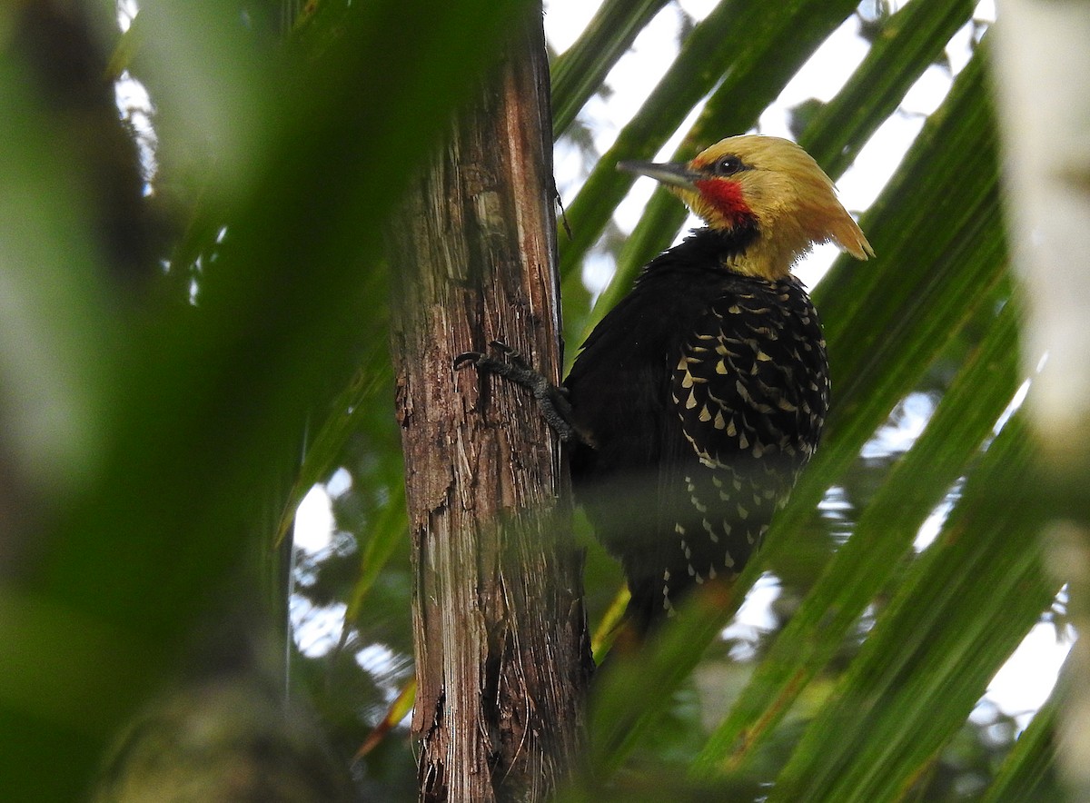 Blond-crested Woodpecker - ML478137551