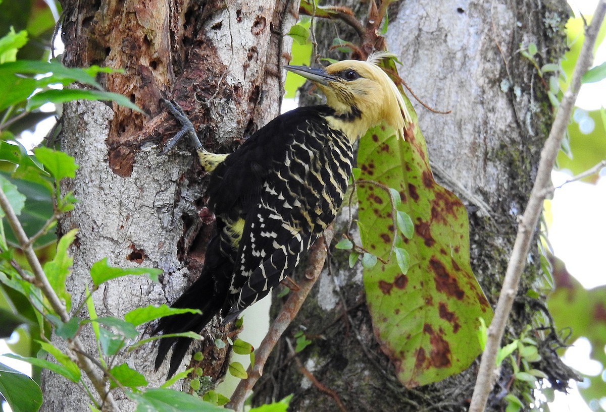 Blond-crested Woodpecker - ML478137561