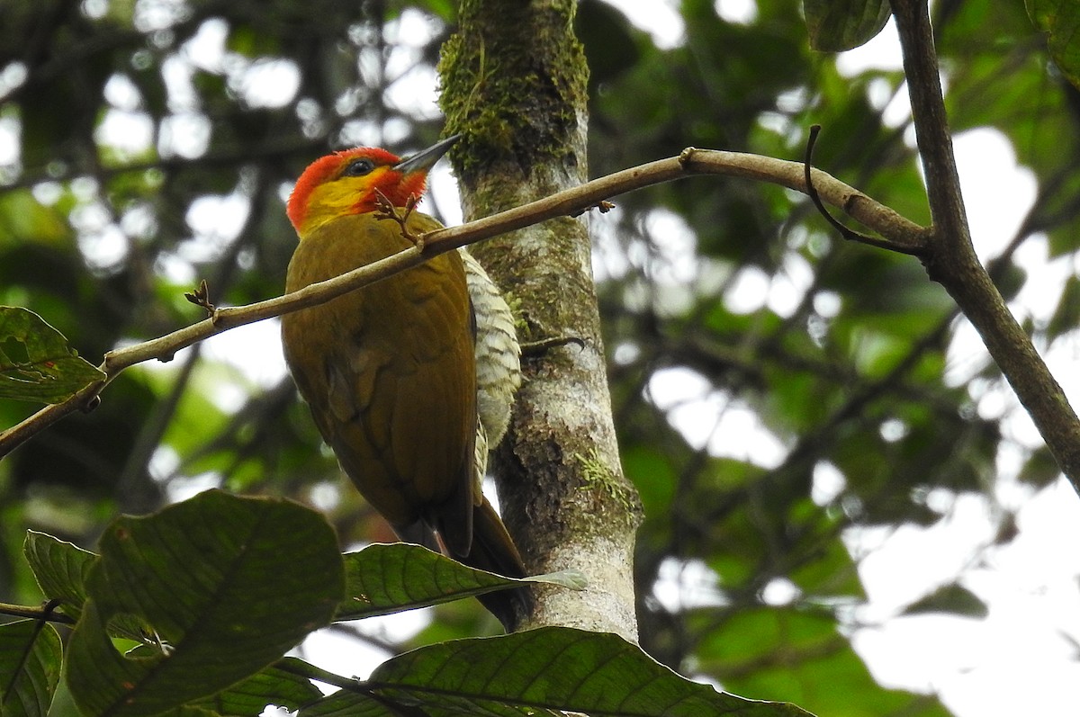 Yellow-throated Woodpecker - ML478137571