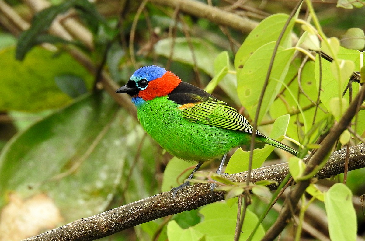 Red-necked Tanager - ML478137681