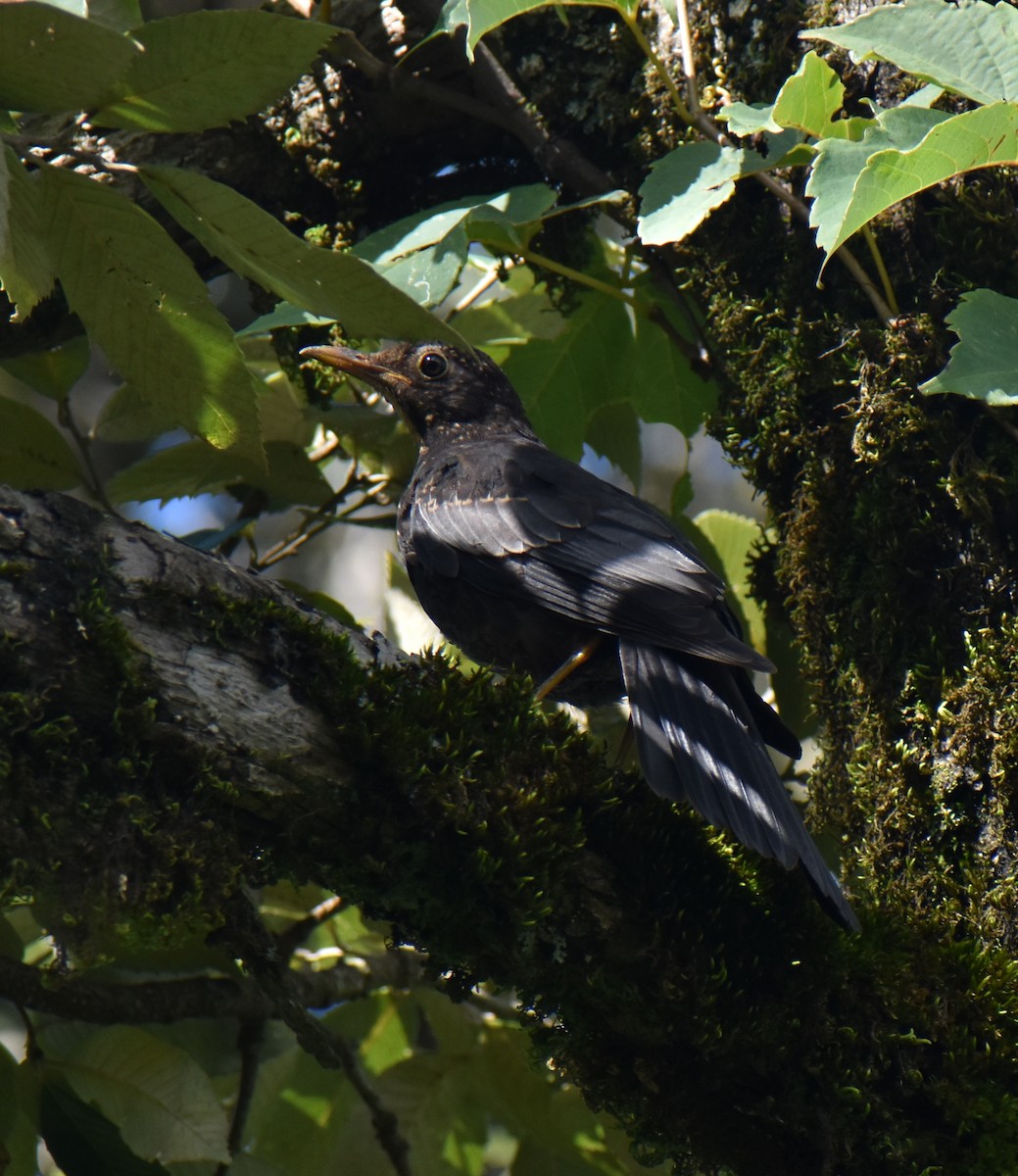 Gray-winged Blackbird - ML478139411