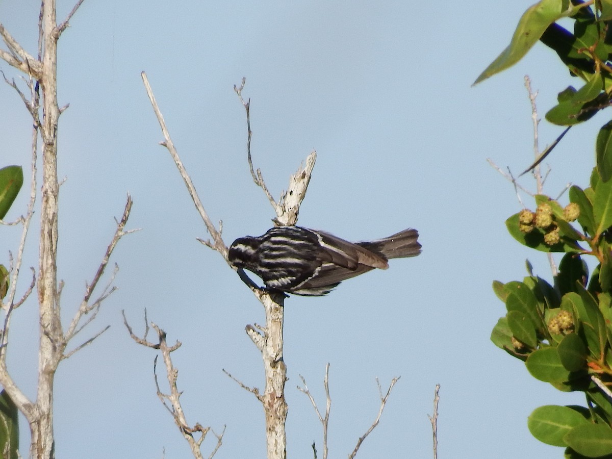Black-and-white Warbler - ML47814131