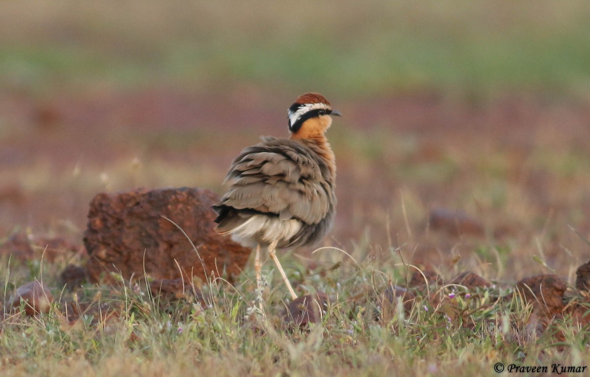 Indian Courser - ML47814411