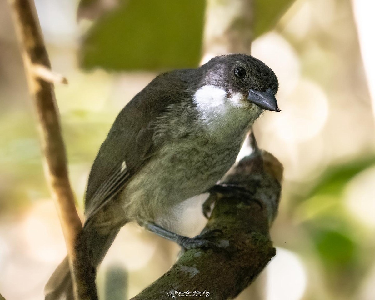 Puerto Rican Tanager - ML478146211