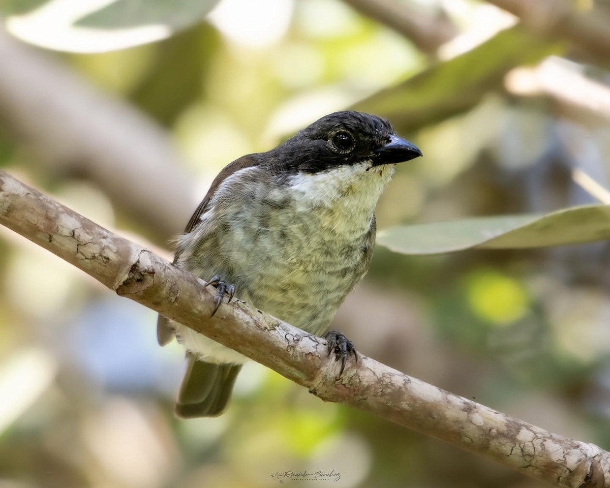 Puerto Rican Tanager - ML478146221