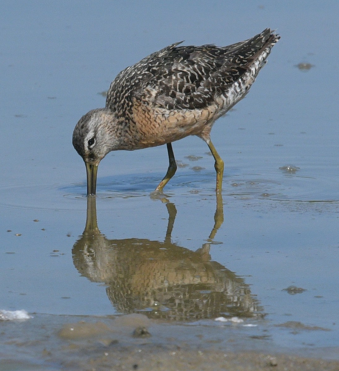 Long-billed Dowitcher - ML478149671