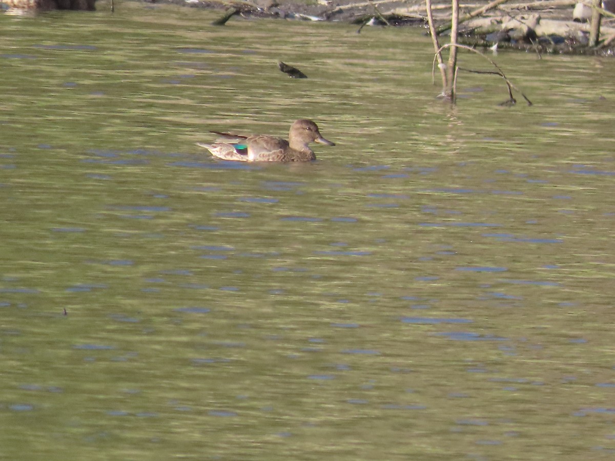 Green-winged Teal - ML478150001