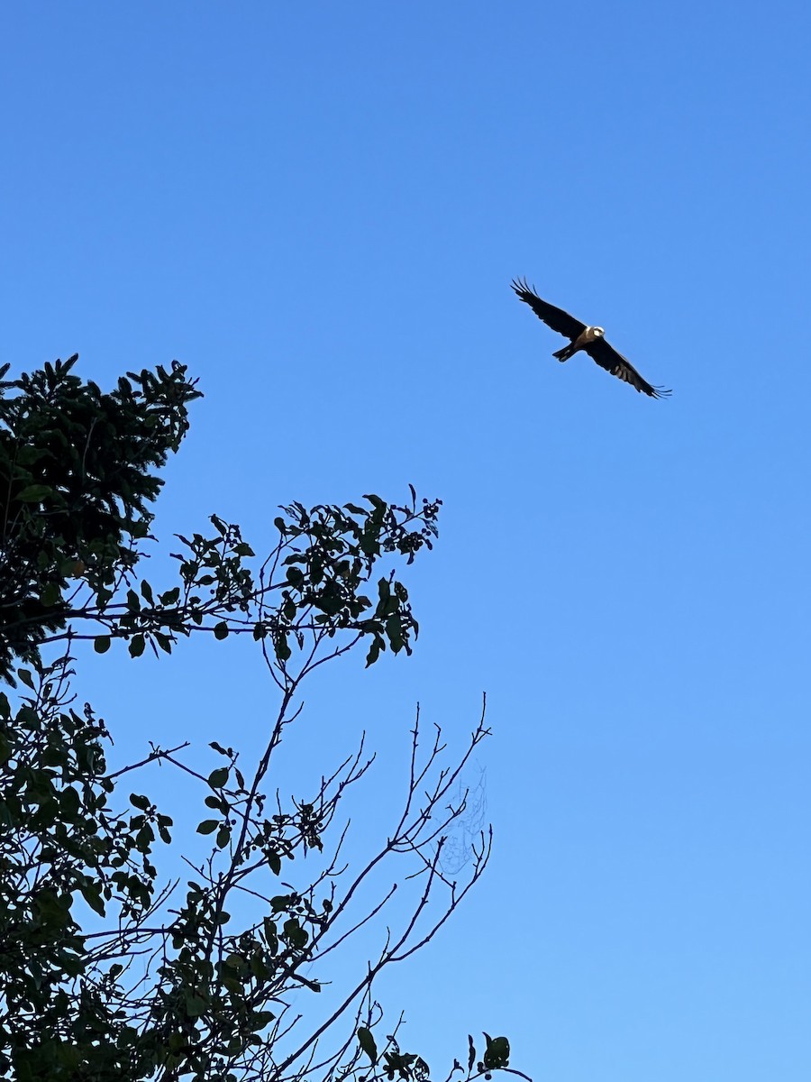 ebird-checklist-25-aug-2022-north-haven-21-species