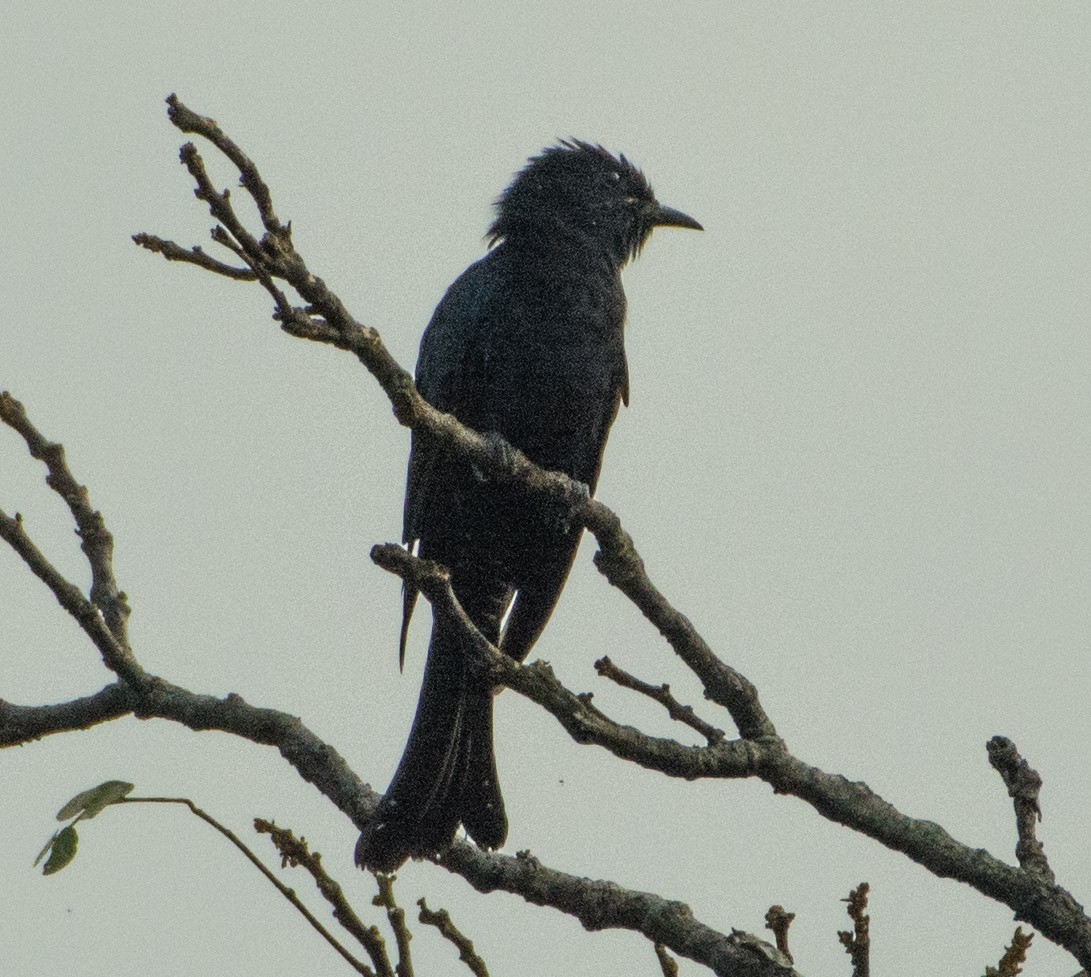 Square-tailed Drongo-Cuckoo - ML478151551