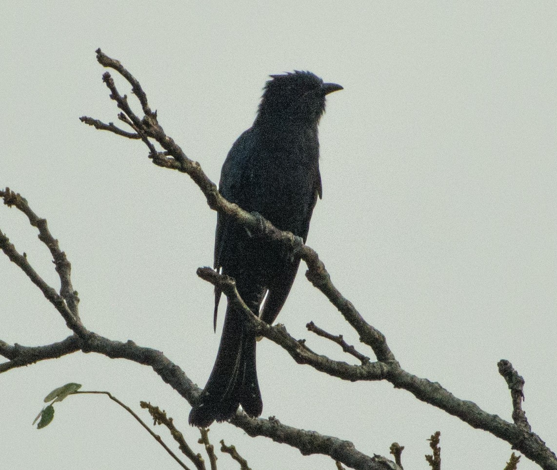 Square-tailed Drongo-Cuckoo - ML478151561