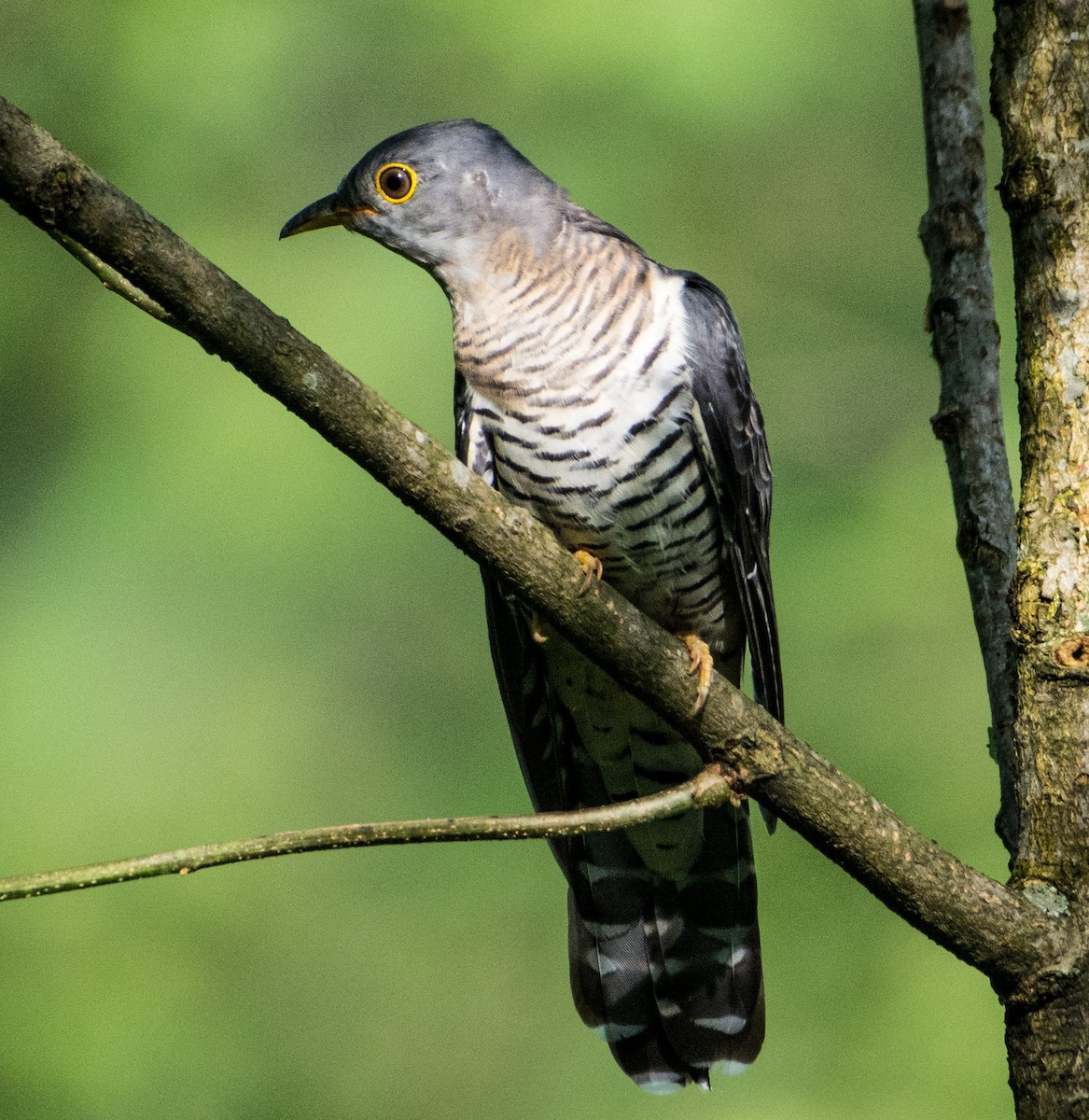 Indian Cuckoo - ML478151861