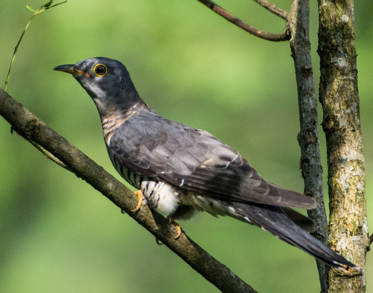 Indian Cuckoo - ML478151881