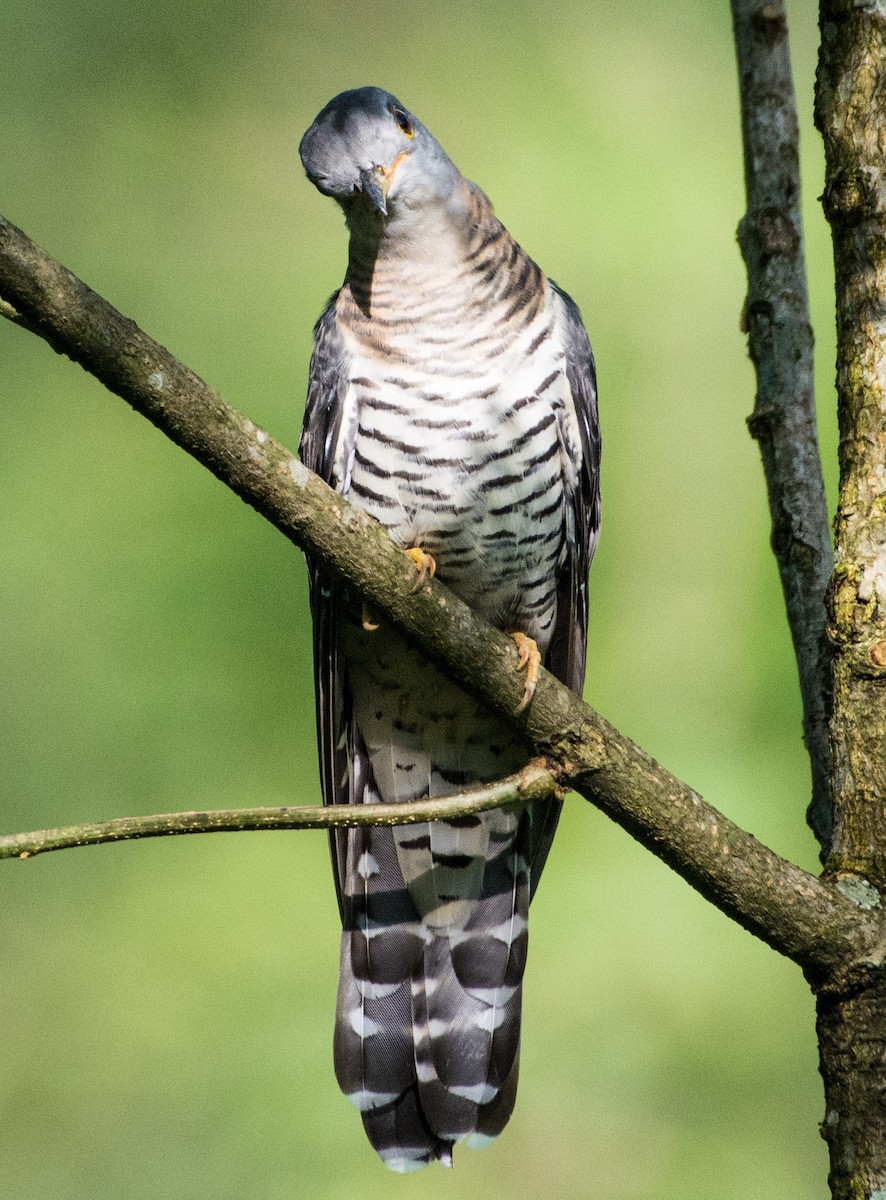 Indian Cuckoo - ML478151901
