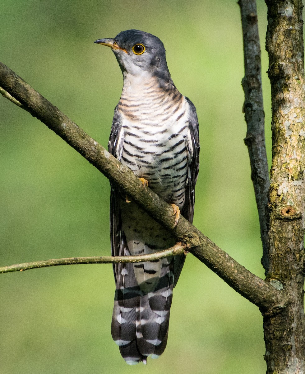 Indian Cuckoo - ML478151941