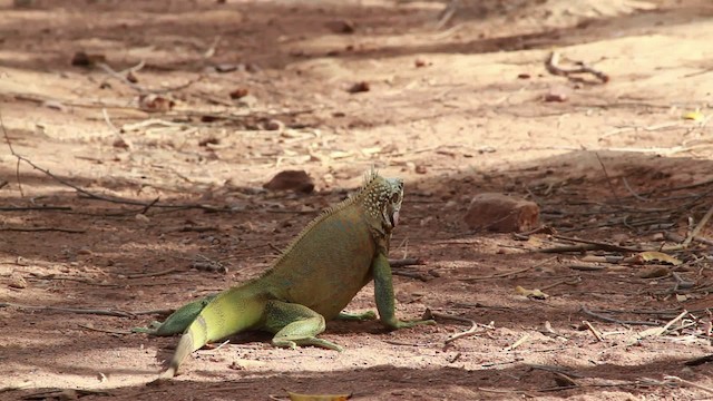 Common Green Iguana - ML478153