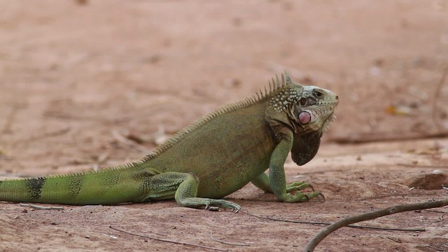 Common Green Iguana - ML478155
