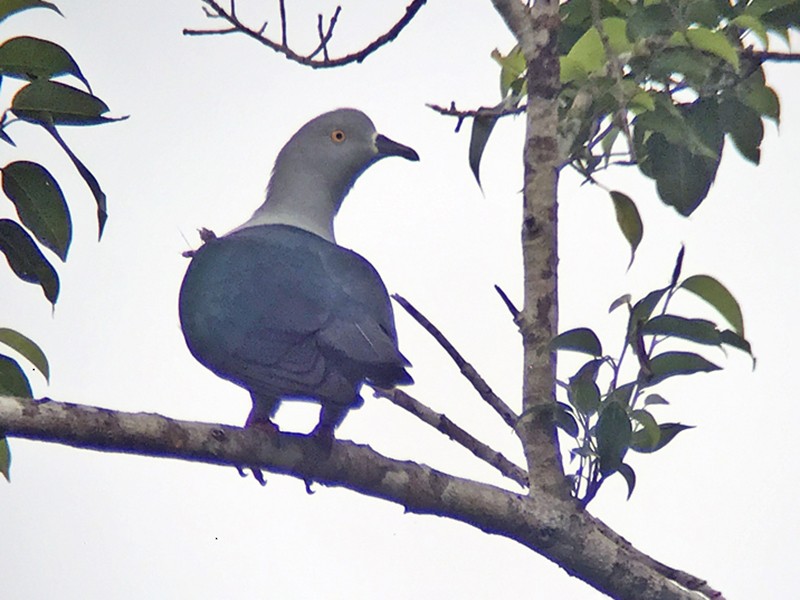 Geelvink Imperial-Pigeon - Andy Walker - Birding Ecotours