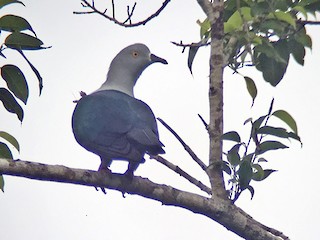 Дорослий птах - Andy Walker - Birding Ecotours - ML478159001