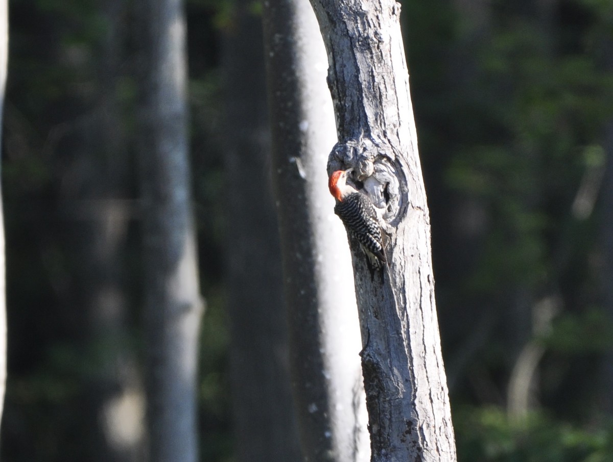 Red-bellied Woodpecker - ML478160131