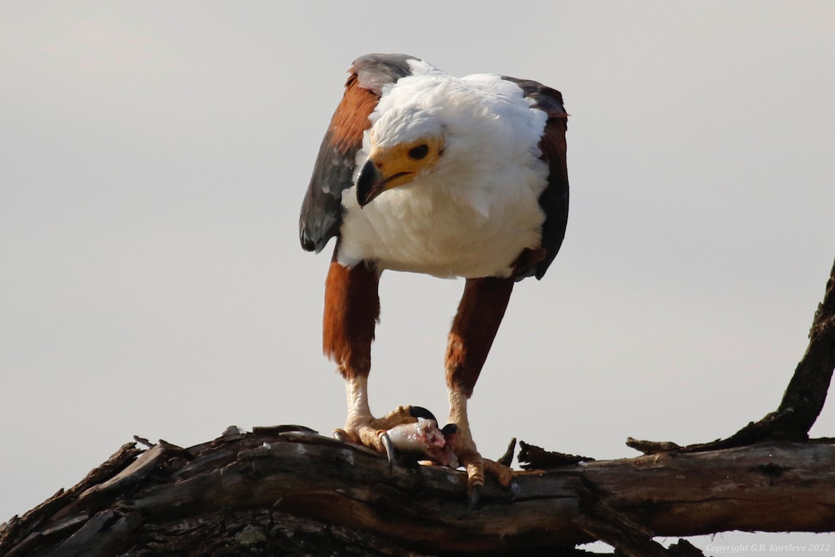 African Fish-Eagle - ML478161251