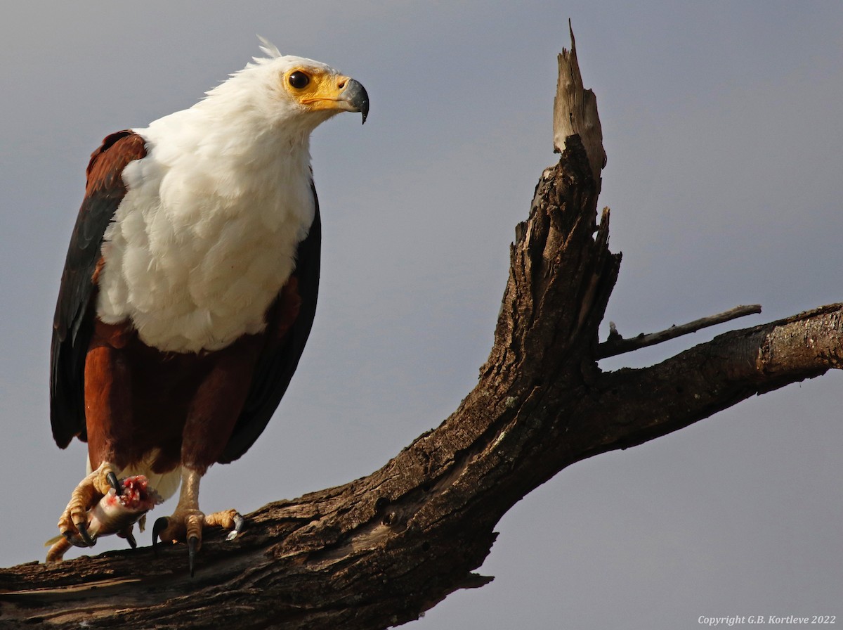 African Fish-Eagle - ML478161301